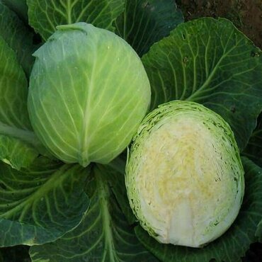 Капуста белокочанная Восточный экспресс (Brassica oleracea var. capitata f. alba 'Vostochnyj Express')