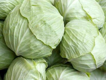 Капуста белокочанная Гаага (Brassica oleracea var. capitata f. alba 'Gaaga')