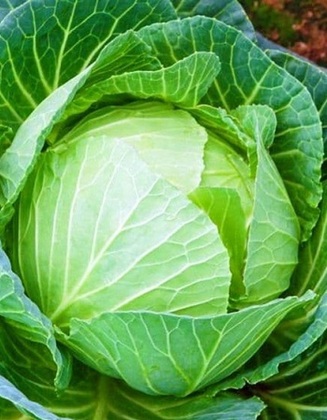 Капуста белокочанная Июньская (Brassica oleracea var. capitata f. alba 'Iyunskaya')