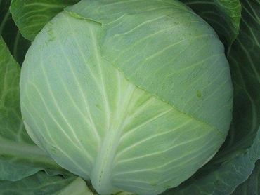 Капуста белокочанная Московская поздняя (Brassica oleracea var. capitata f. alba 'Moskovskaya Pozdnyaya')
