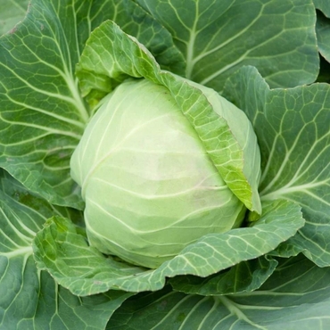 Капуста белокочанная СБ-3 (Brassica oleracea var. capitata f. alba 'SB-3')