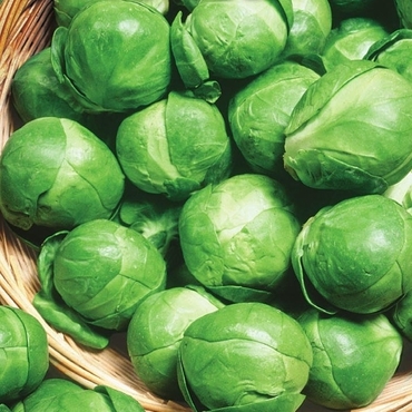 Капуста брюссельская Геркулес (Brassica oleracea var. gemmifera 'Gerkules')