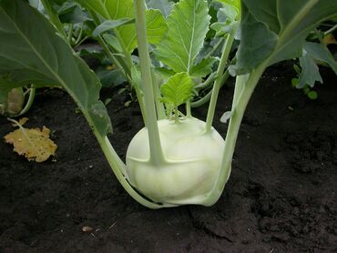 Капуста кольраби (Brassica oleracea var. gongylodes)