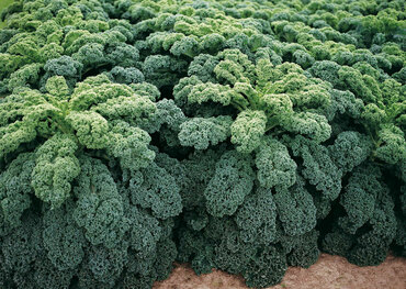 Капуста листовая Фитнес (Brassica oleracea var. sabellica 'Fitnes')