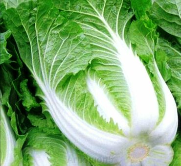 Капуста пекинская Юки (Brassica rapa subsp. pekinensis 'Yuki')