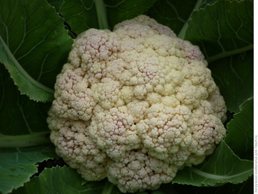 Капуста цветная Бэби Калифлауэ (Brassica oleracea var. botrytis 'Baby Cauliflower') компактная