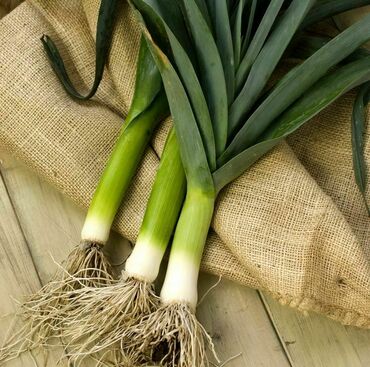 Лук порей Аллигатор (Allium porrum 'Alligator')