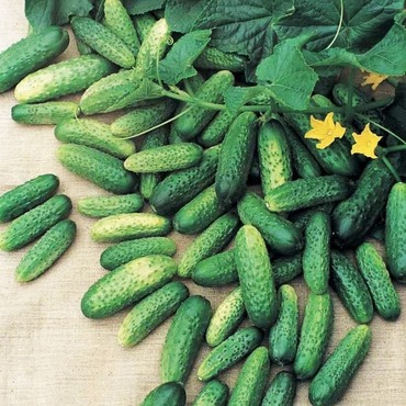 Огурец Весна (Cucumis sativus 'Vesna') миникорнишоны