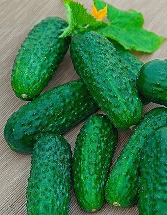 Огурец Герман (Cucumis sativus 'Herman')