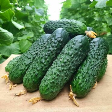 Огурец Маша (Cucumis sativus 'Masha')