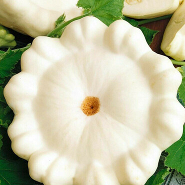 Патиссон Пятачок (Cucurbita pepo var. clypeata 'Pyatachok')