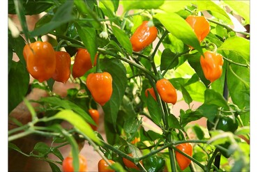 Перец острый (Capsicum annuum)