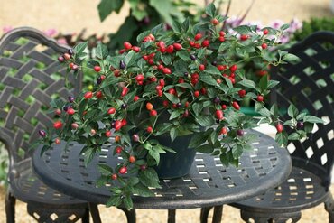 Перец острый Понки Пепперс Спайси Джейн (Capsicum annuum 'Ponchi Peppers Spicy Jane') (красный ампельный)