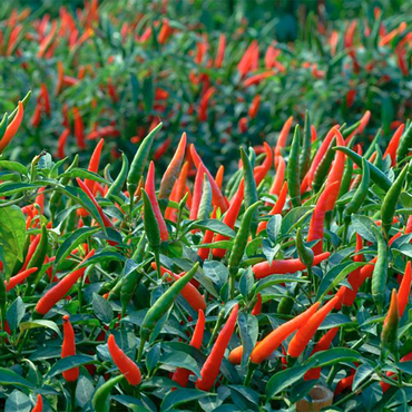 Перец острый Яркая заря (Capsicum annuum 'Yarkaya Zarya')