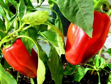 Перец сладкий (Capsicum annuum)