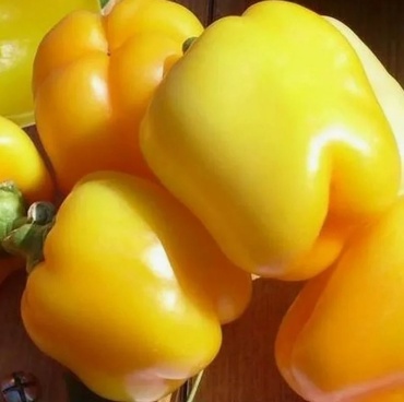 Перец сладкий Гладиатор Агро (Capsicum annuum 'Gladiator Agro')