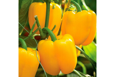 Перец сладкий Золотое чудо (Capsicum annuum 'Zolotoe Chudo')