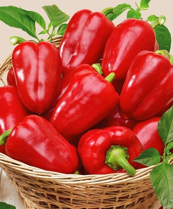 Перец сладкий Иветта (Capsicum annuum 'Ivetta')