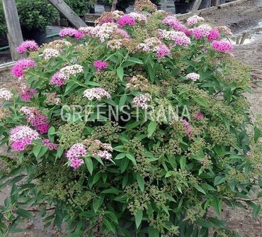 Спирея японская Широбана (Spiraea japonica 'Shirobana')