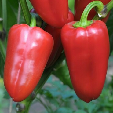 Перец сладкий Император (Capsicum annuum 'Imperator')