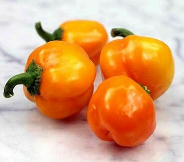 Перец сладкий Мини Свит Оранж (Capsicum annuum 'Mini Sweet Orange') (оранжевый)