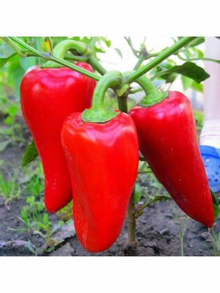 Перец сладкий Подарок Молдовы (Capsicum annuum 'Podarok Moldovy')