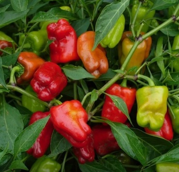 Перец сладкий Солист (Capsicum annuum 'Solist')