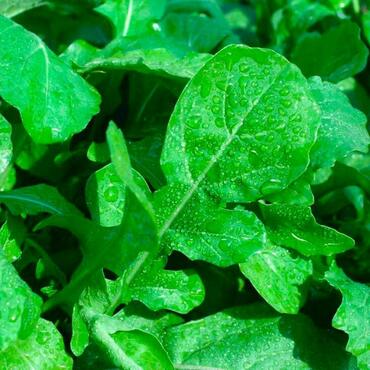 Руккола Индау (Eruca vesicaria 'Indau')