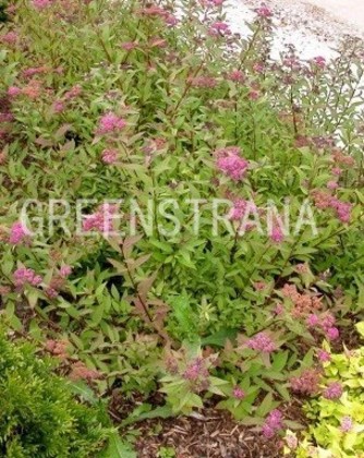 Спирея японская Цигайнерблут (Spiraea japonica 'Zigeunerblut')