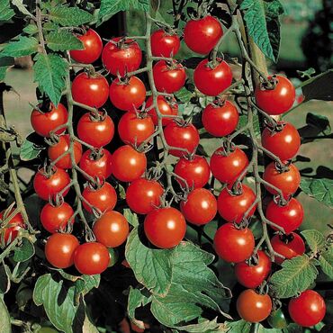 Томат Дюймовочка (Solanum lycopersicum 'Dyuyumovochka') (черри красный)