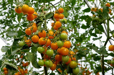 Томат декоративный Пламбрелла (Solanum lycopersicum 'Plumbrella') (черри оранжевый) С2