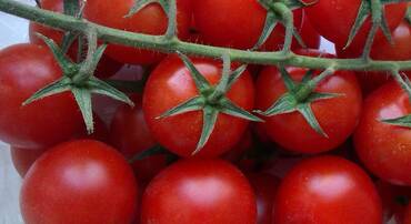 Томат декоративный Тамблер (Solanum lycopersicum 'Tumbler') (черри красный)