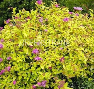 Спирея японская Голден Принцесс (Spiraea japonica 'Golden Princess')