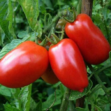 Томат Новичок (Solanum lycopersicum 'Novichok')