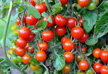 Томат Патио Томато Магнуса 100 Ред (Solanum lycopersicum 'Patio Tomato Magus 100 Red') (красный)