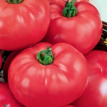 Томат Розовый гигант (Solanum lycopersicum 'Rozovyi Gigant')