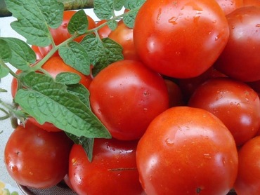 Томат Санька (Solanum lycopersicum 'Sanka')