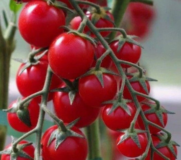 Томат Тутти Фрутти Дип Ред Дизайе (Solanum lycopersicum 'Tutti Fruitti Deep Red Desire') (черри красный)