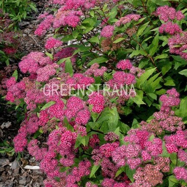 Спирея японская Фребели (Spiraea japonica 'Froebelii')