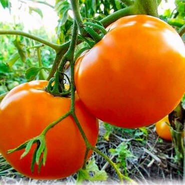 Томат Хурма (Solanum lycopersicum 'Khurma') (универс.)