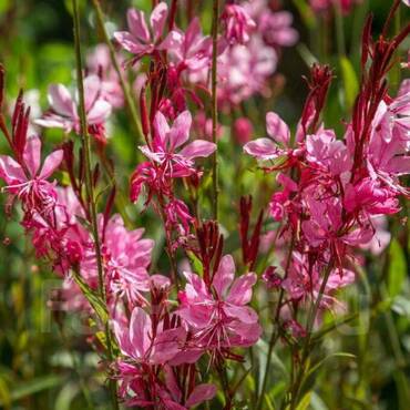 Гаура Линдхеймера Эммилайн Пину Букет (Gaura lindheimeri 'Emmeline Pino Bouquet')