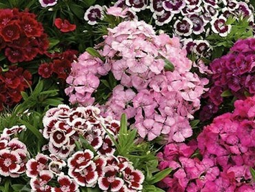 Гвоздика бородатая Барбарини Микс (Dianthus barbatus 'Barbarini Mix')