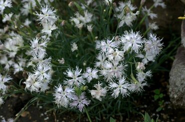 Гвоздика песчаная (Dianthus arenarius) (белая)