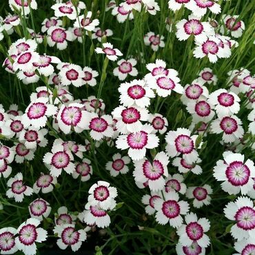 Гвоздика травянка Уайт Ред (Dianthus deltoides 'White Red')