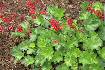 Гейхера кроваво-красная Коралл Форест (Heuchera sanguinea 'Coral Forest')