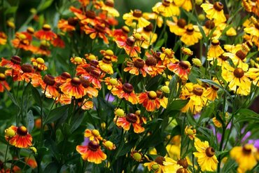 Гелениум осенний (Helenium autumnale)