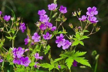 Герань болотная (Geranium palustre) (фиолетовая)
