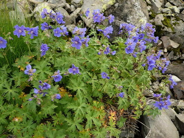 Герань голостебельная (Geranium nudicaule)