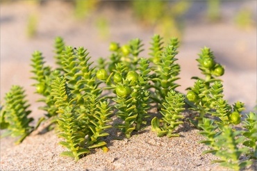 Гонкения бутерлаковидная (Honckenya peploides)