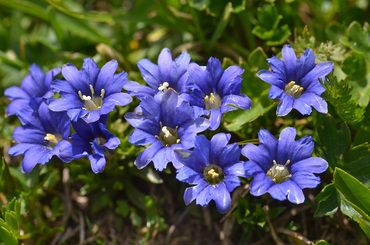 Горечавка джимильская (Gentiana djimilensis)